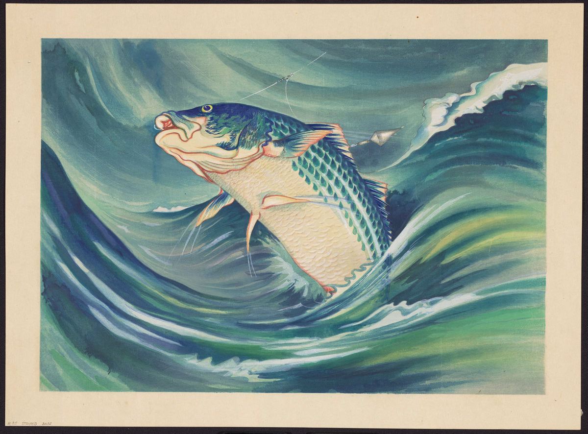 1200x886 Striped Bass - Striped Bass Painting