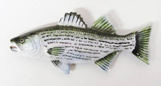 650x346 Striped Bass - Striped Bass Painting