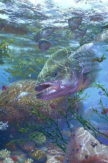 366x553 Striped Bass - Striped Bass Painting