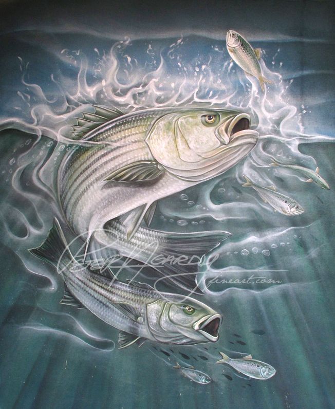 652x796 Striped Bass . Bass Fish - Striped Bass Painting