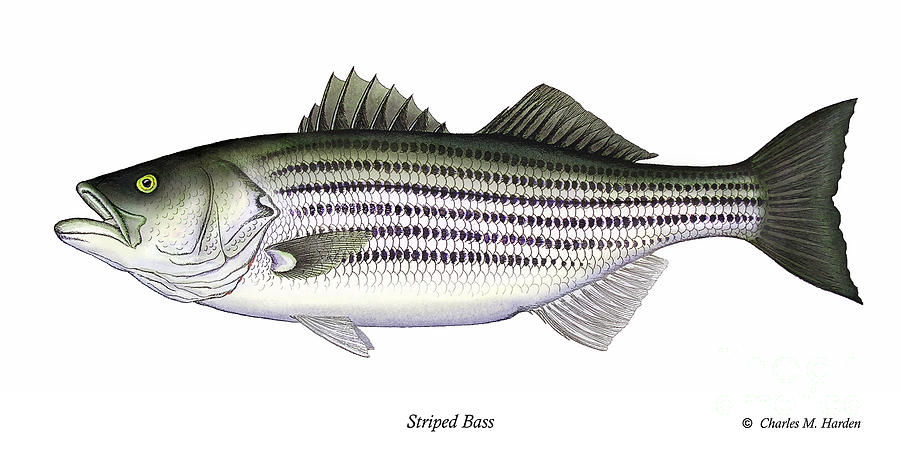 900x450 Striped Bass Painting By Charles Harden - Striped Bass Painting