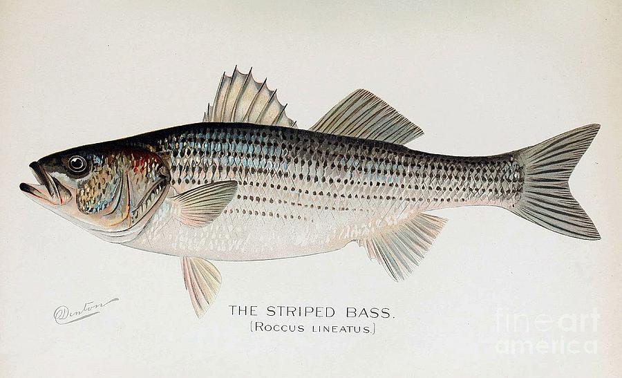 900x547 Striped Bass Painting By Denton - Striped Bass Painting