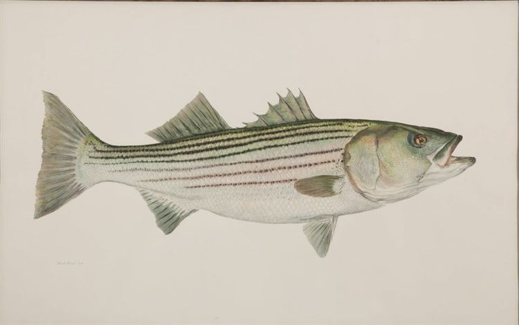 Striped Bass Painting at PaintingValley.com | Explore collection of ...
