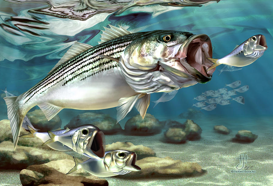 900x615 Striper - Striped Bass Painting