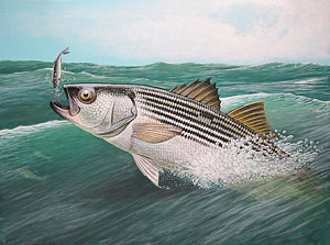300x223 Striper Paintings Fine Art America - Striped Bass Painting