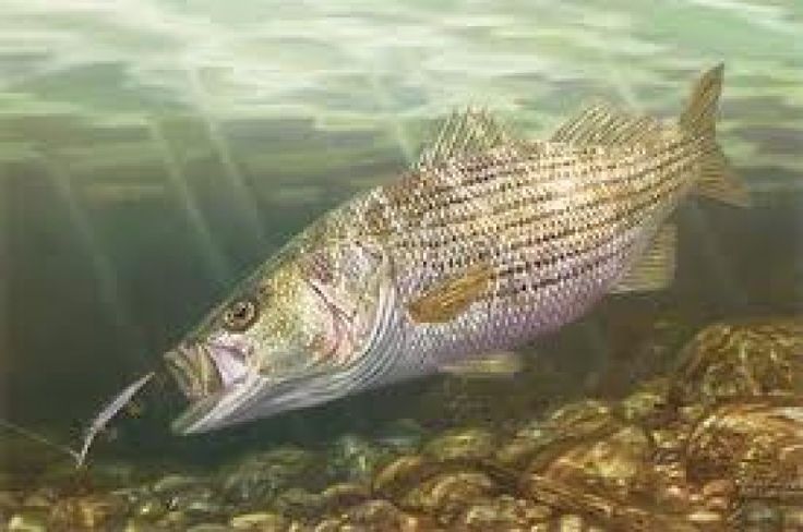 736x488 The 101 Best Painting Images On Fishing, Wildlife Art - Striped Bass Painting