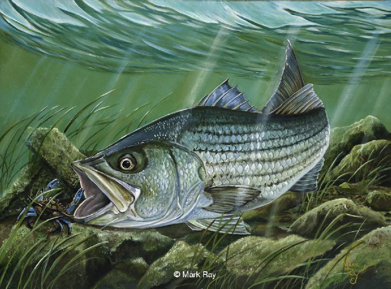 Striped Bass Painting at PaintingValley.com | Explore collection of ...