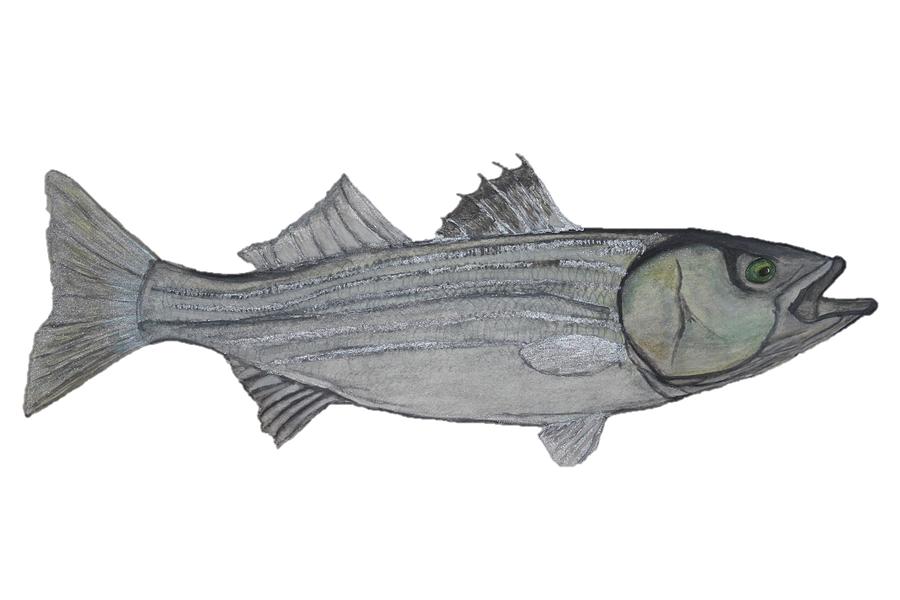 900x600 Original Striped Bass Watercolor Painting Painting By Christian - Striped Bass Painting