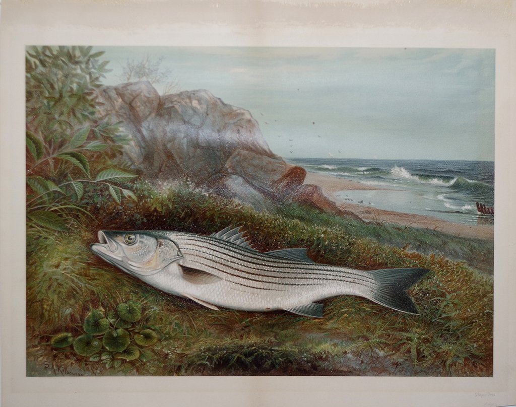 1024x808 Samuel A. Kilbourne (1836 1881), Striped Bass Arader Galleries - Striper Painting
