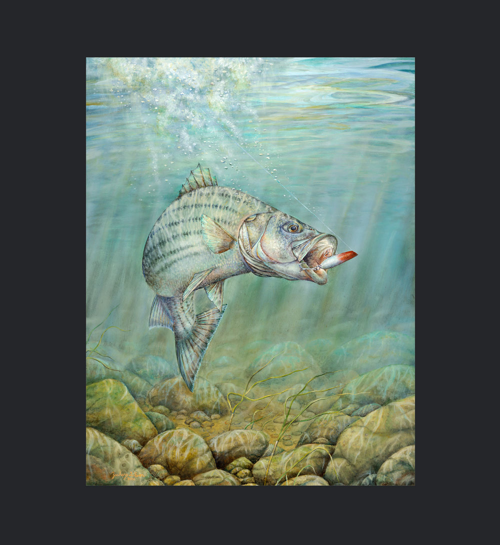 1000x1090 Breaking Surf Striped Bass Zach Even Art - Striper Painting