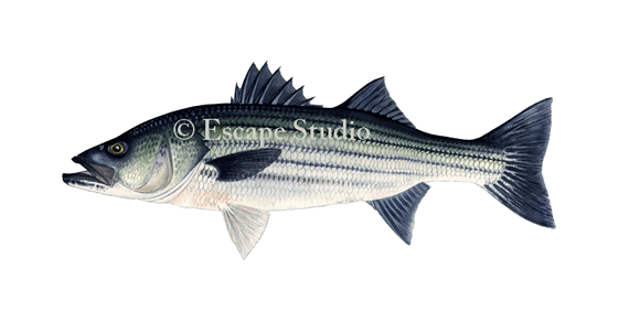 560x292 Striper Art By Fish And Wildlife Artist Nick Mayer - Striper Painting
