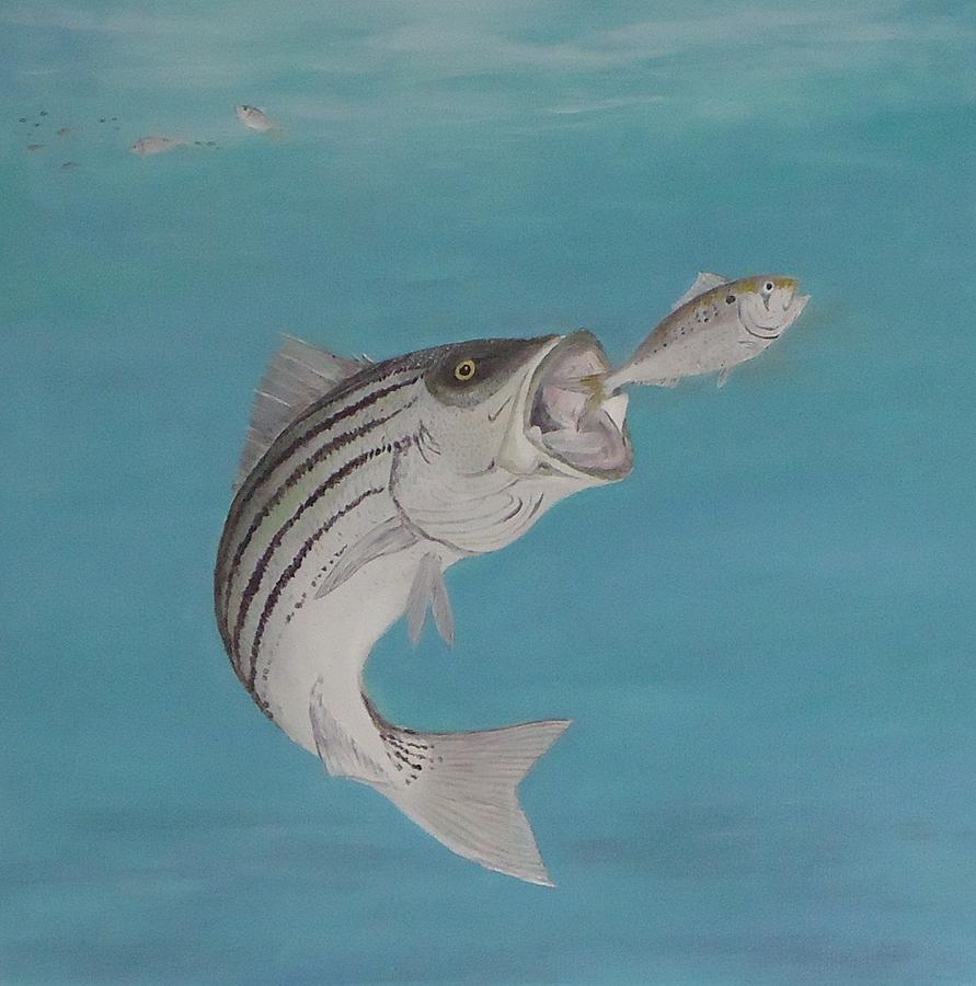 891x900 Striper Chasing Menhaden Painting By Steve Cardano - Striper Painting