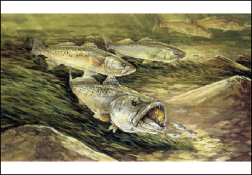 362x251 Tight Lined Tales Of A Fly Fisherman Fish Art Bill Elliott - Striper Painting