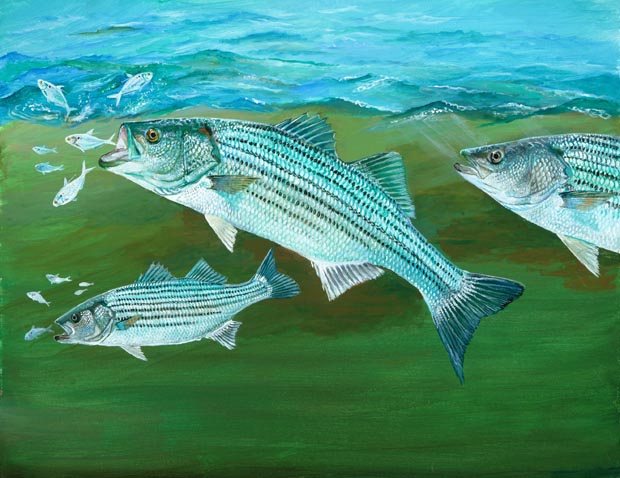 620x478 Friday Fish Frame Meet Artist Duane Raver Fly Life Magazine - Striper Painting