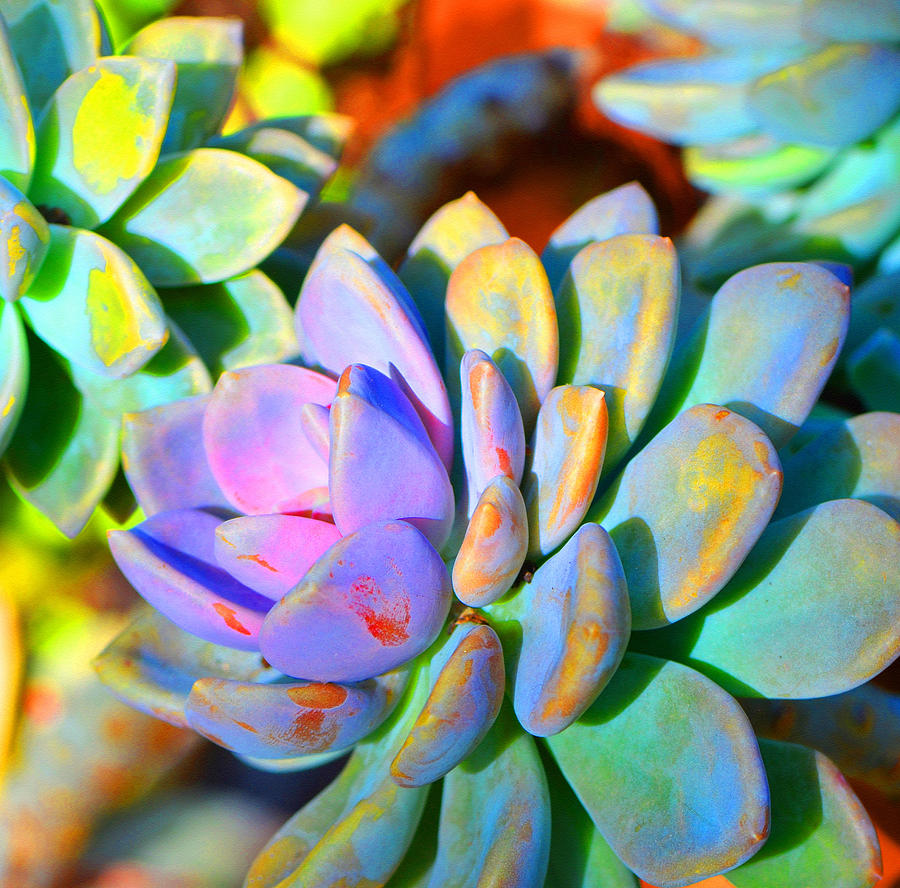 900x888 Succulent Color - Succulent Painting
