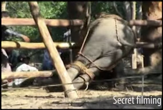 570x385 Is Elephants Painting Pictures Actually Cool Or Cruel - Suda Elephant Painting