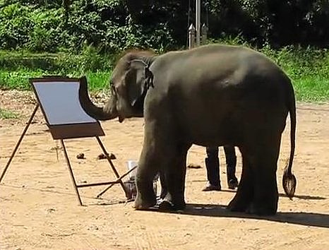 466x354 Suda The Painting Elephant - Suda Painting