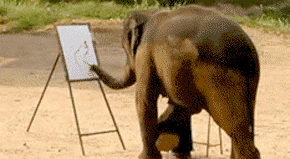290x159 Meet Some Elephants That Can Paint Their Own Picture (Video) - Suda The Elephant Painting