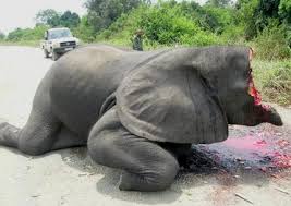 267x189 Our Mission - Suda The Elephant Painting