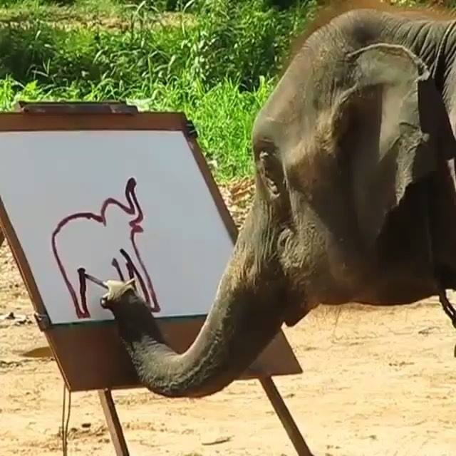 Suda The Elephant Painting at Explore collection
