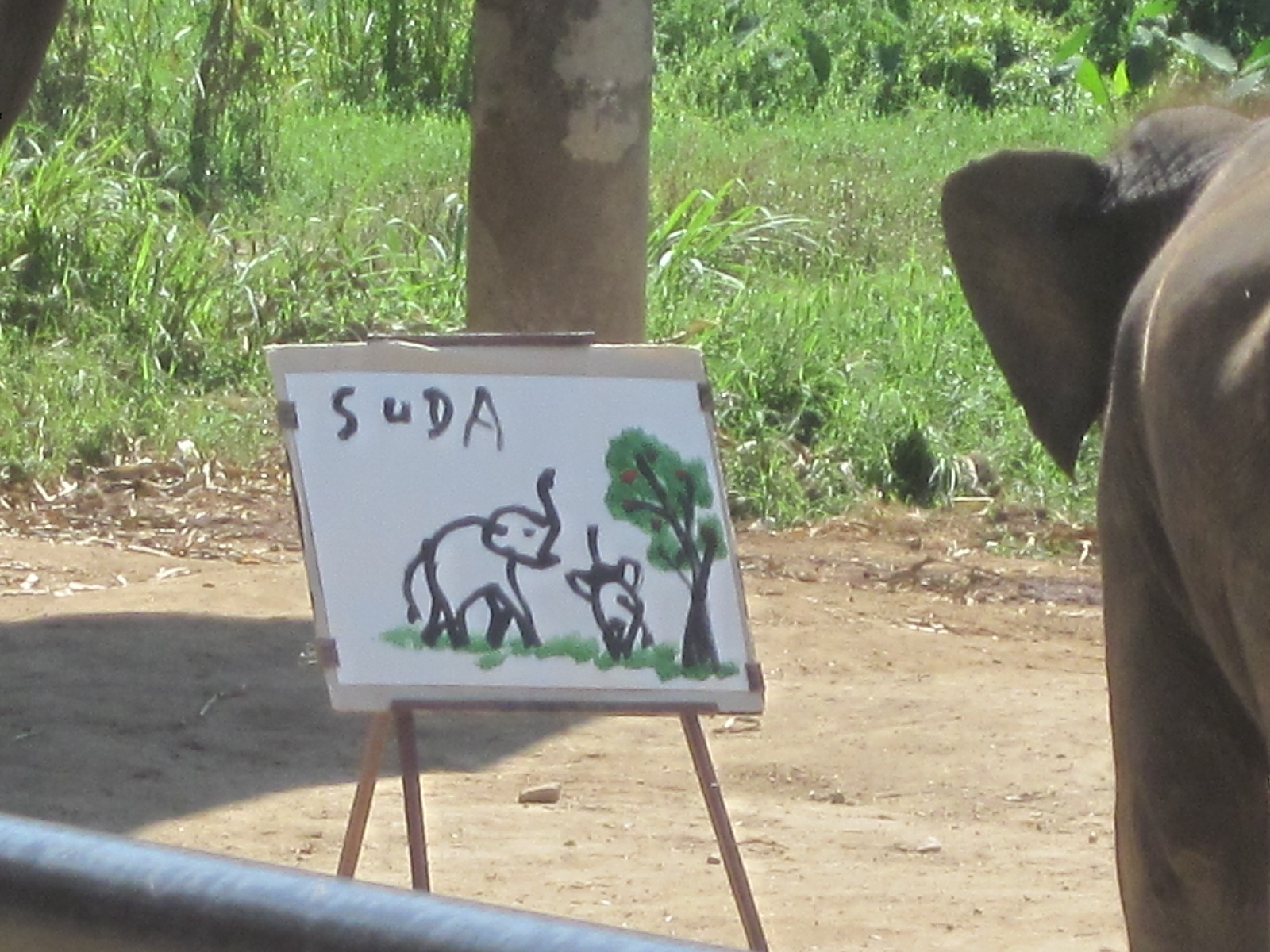 Suda The Elephant Painting at Explore collection