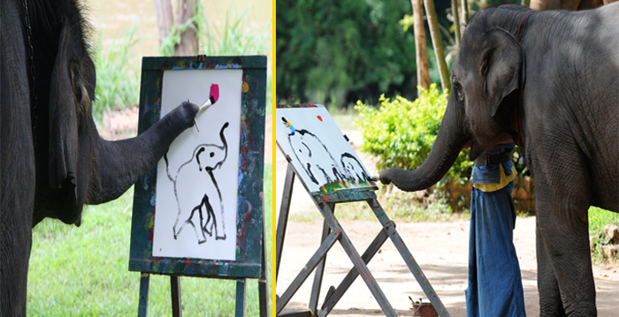 700x359 This Elephant Has Become Famous For Her Ability To Paint But Wait - Suda The Elephant Painting