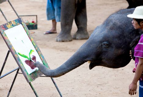 468x317 Can Jumbo Elephants Really Paint Intrigued By Stories, Naturalist - Suda The Elephant Painting