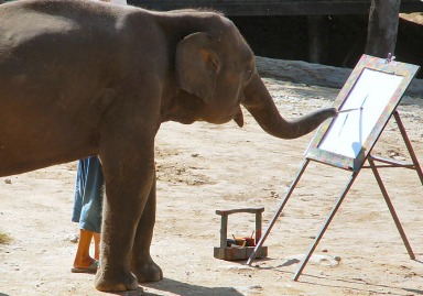 384x269 Ruby (Elephant) - Suda The Painting Elephant