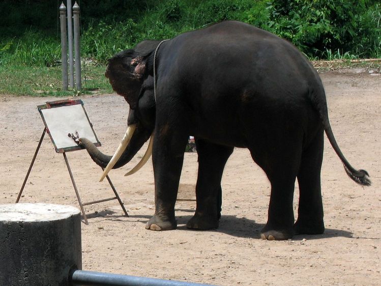 Suda The Painting Elephant at Explore collection