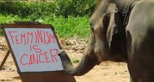 300x160 Suda, The Painting Elephant - Suda The Painting Elephant