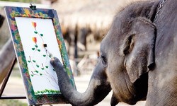 250x150 Suda Elephant Paintings - Suda The Painting Elephant