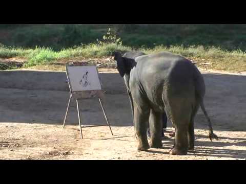 480x360 Suda The Painting Elephant - Suda The Painting Elephant