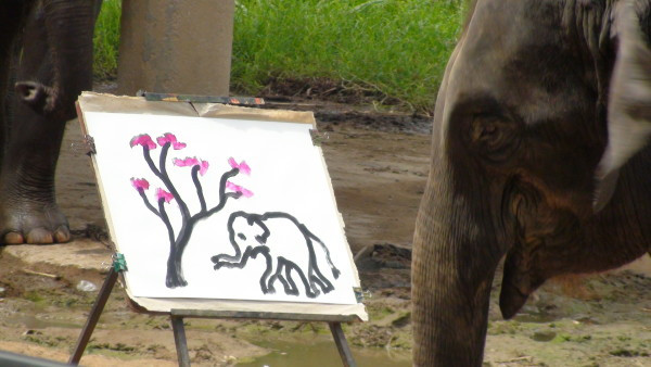 600x338 Suda Painting Elephant E Recent Just - Suda The Painting Elephant