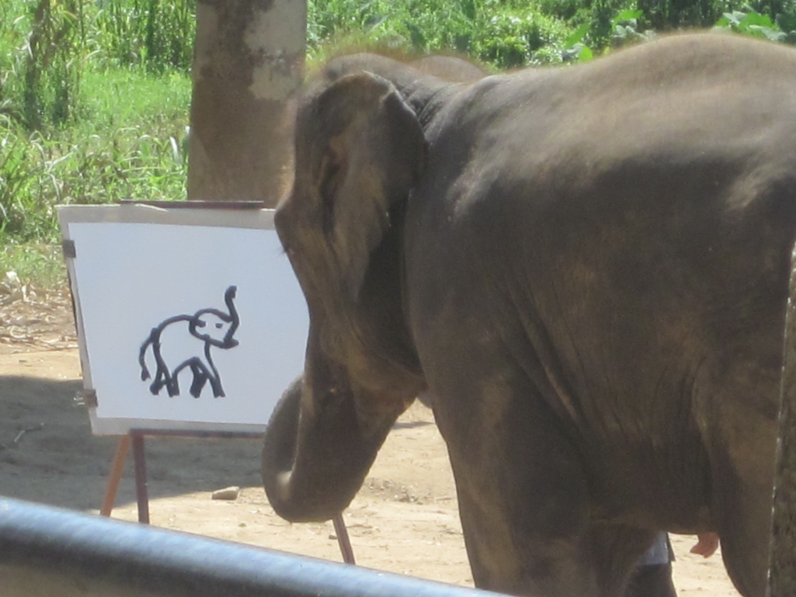Suda The Painting Elephant at Explore collection