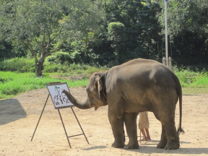 720x540 This Elephant Has Become Famous For Her Ability To Paint But Wait - Suda The Painting Elephant