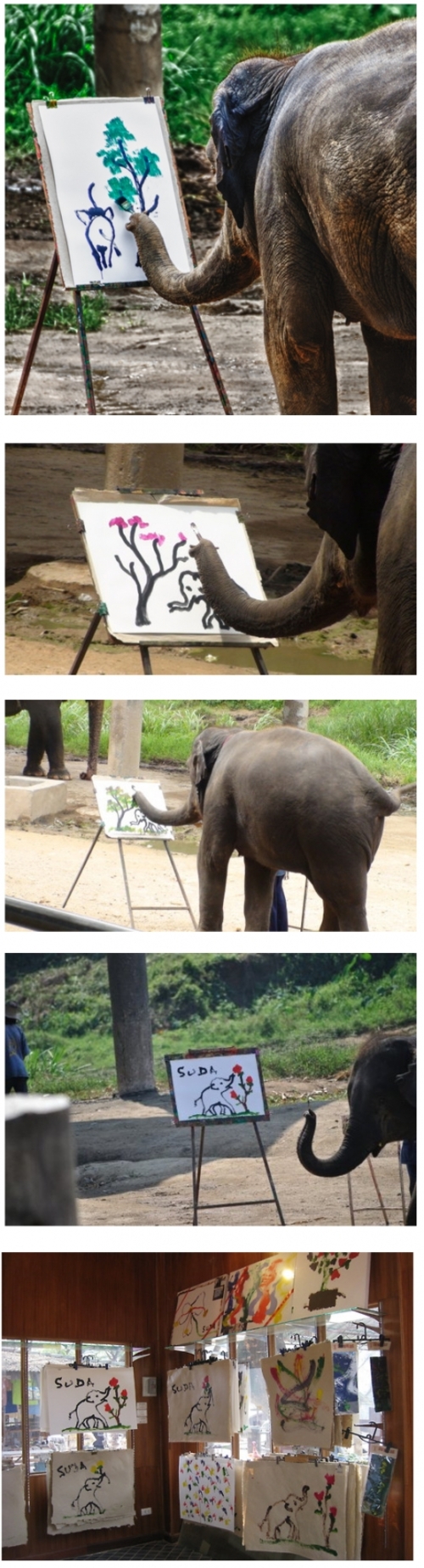 500x1851 This Is Suda The Painting Elephant! The Animal Kingdom Continues - Suda The Painting Elephant