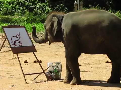480x360 Video Watch Amazing Elephant Paint Portrait Of Herself - Suda The Painting Elephant