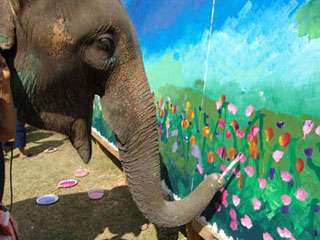 320x240 Elephants That Paint - Suda The Painting Elephant