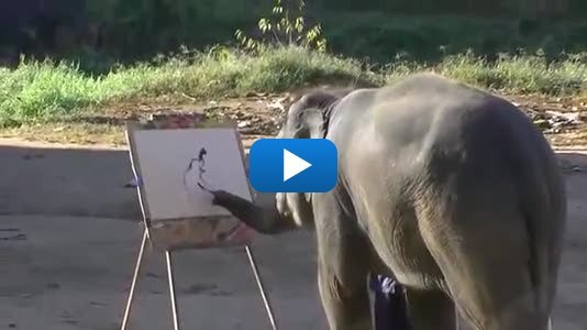 534x300 Suda The Painting Elephant - Suda The Painting Elephant