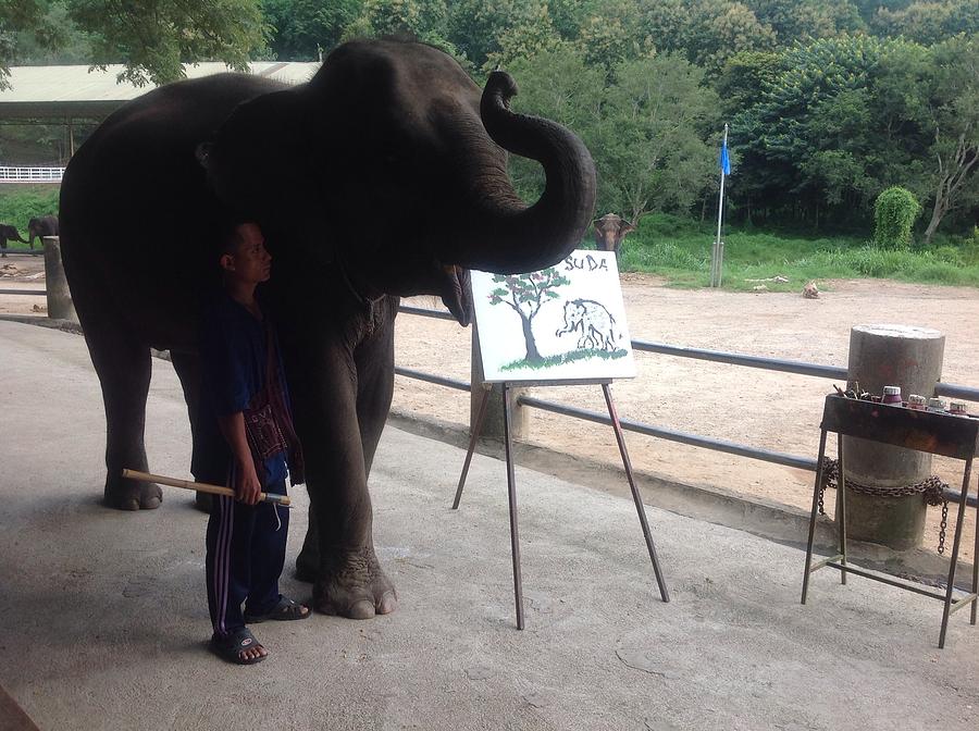 900x672 Elephant Eats Painting Photograph By Phongsri Smeaton - Suda The Painting Elephant