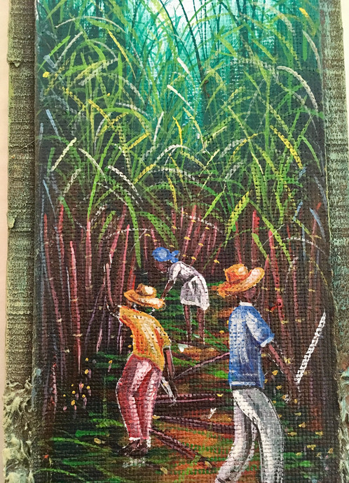 498x690 Sugar Cane Season - Sugarcane Painting