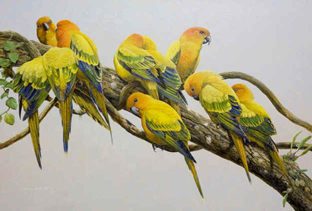 625x424 Sun Conure (Aratinga Solstitialis) - Sun Conure Painting