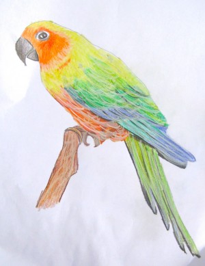 300x389 Sun Conure - Sun Conure Painting