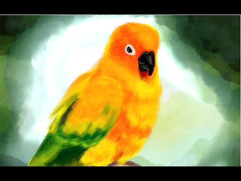 480x360 Sun Conure - Sun Conure Painting
