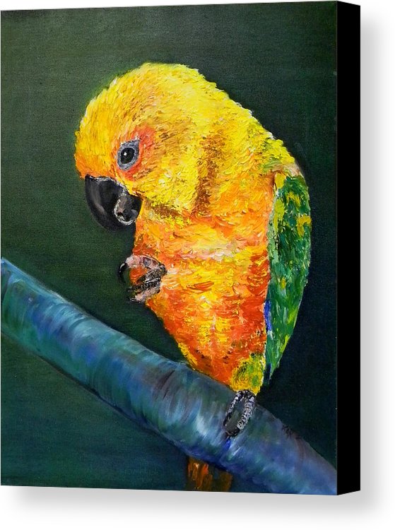 559x750 Sun Conure Canvas Print Canvas Art By Art By Kar - Sun Conure Painting