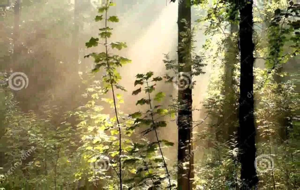 1280x810 Sun Rays Through Trees - Sun Rays Painting