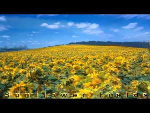 480x360 Sunflower Fields - Sunflower Field Painting