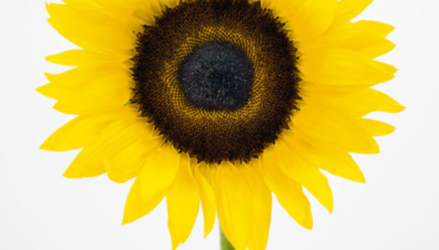 877x500 How To Paint A Sunflower With Acrylics Our Pastimes - Sunflower Painting Images