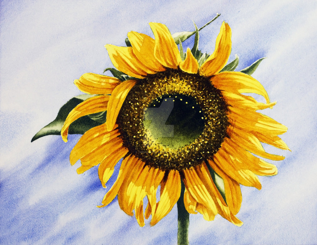 1016x787 Sunflower Watercolour Painting By Thelastcelt - Sunflower Watercolor Painting
