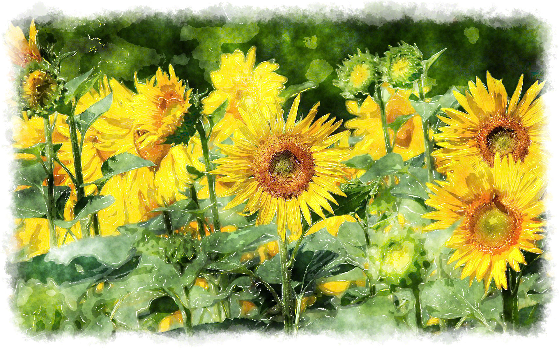 1920x1202 Watercolor Sunflower Painting - Sunflower Watercolor Painting